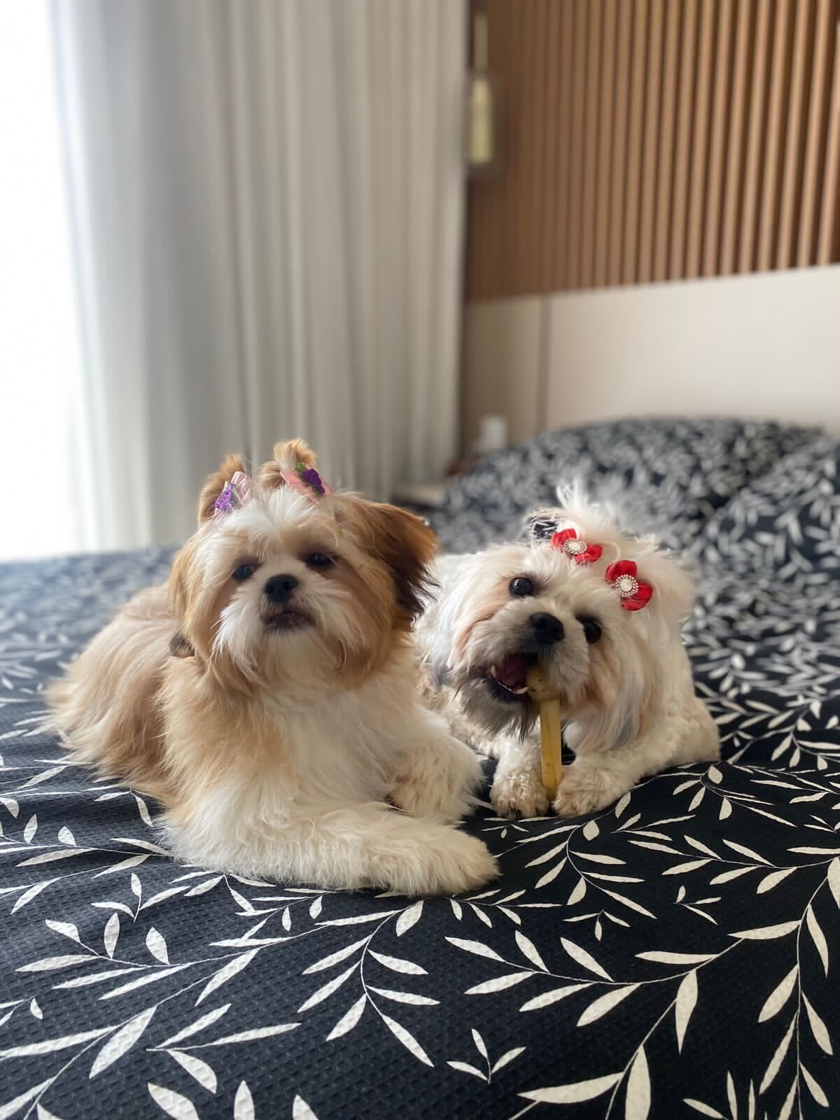 Mel-and-Belinha-picture