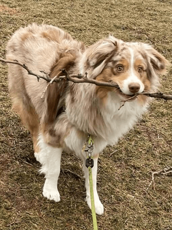 hops_picture