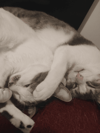 Mirana_and_Tataru_picture